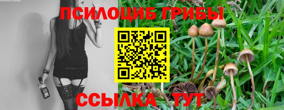 Галлюциногенные грибы Psilocybe  Псилоцибиновые грибы мицелий  Вход с VPN  Россия 